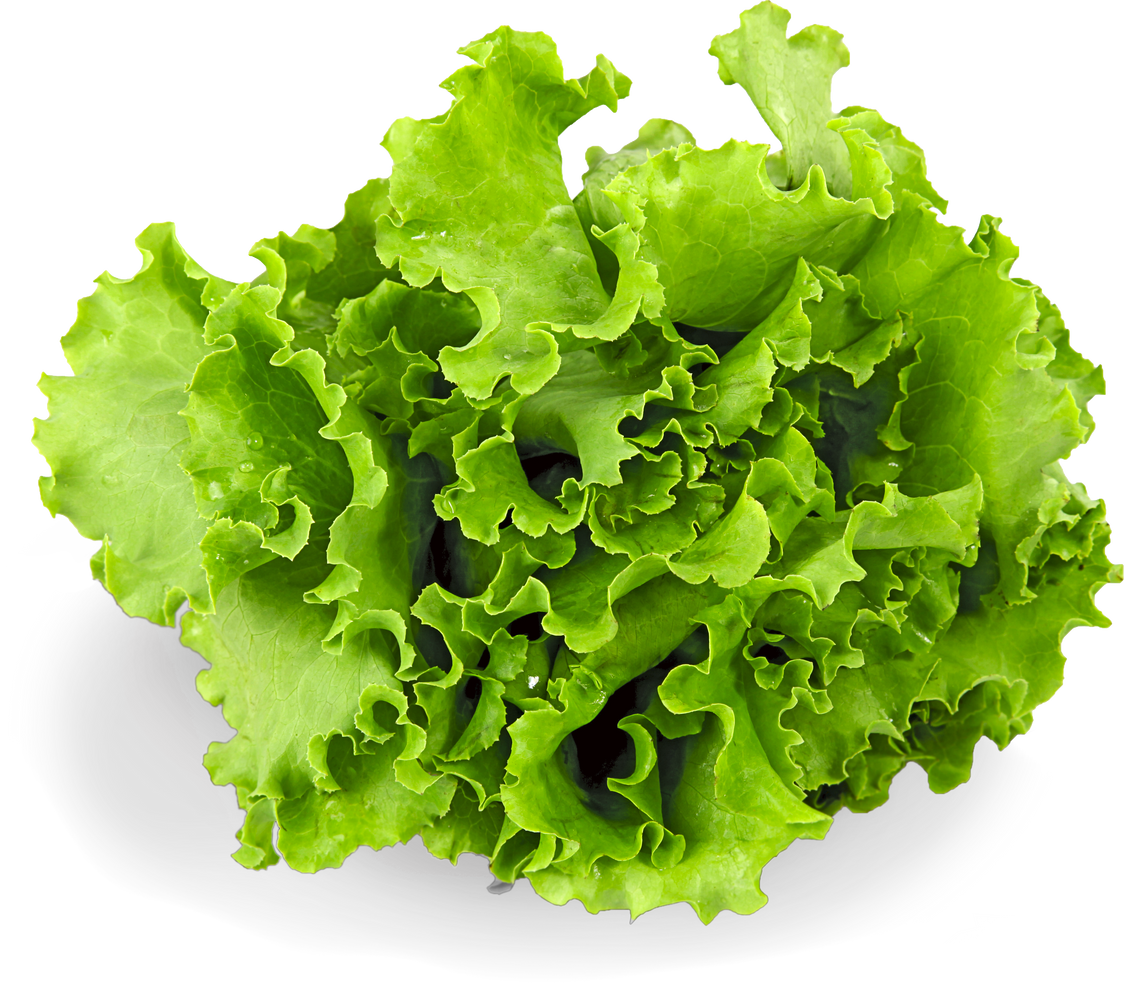 Butter Lettuce 2