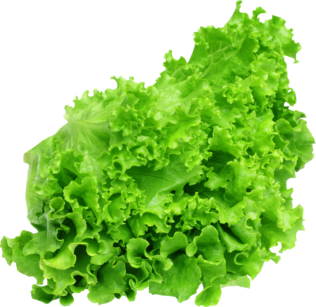 Fresh Lettuce Vegetable